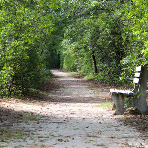 village-of-new-bremen-historical-maria-stein Paved path strewn with leaves beneath arched trees with park bench